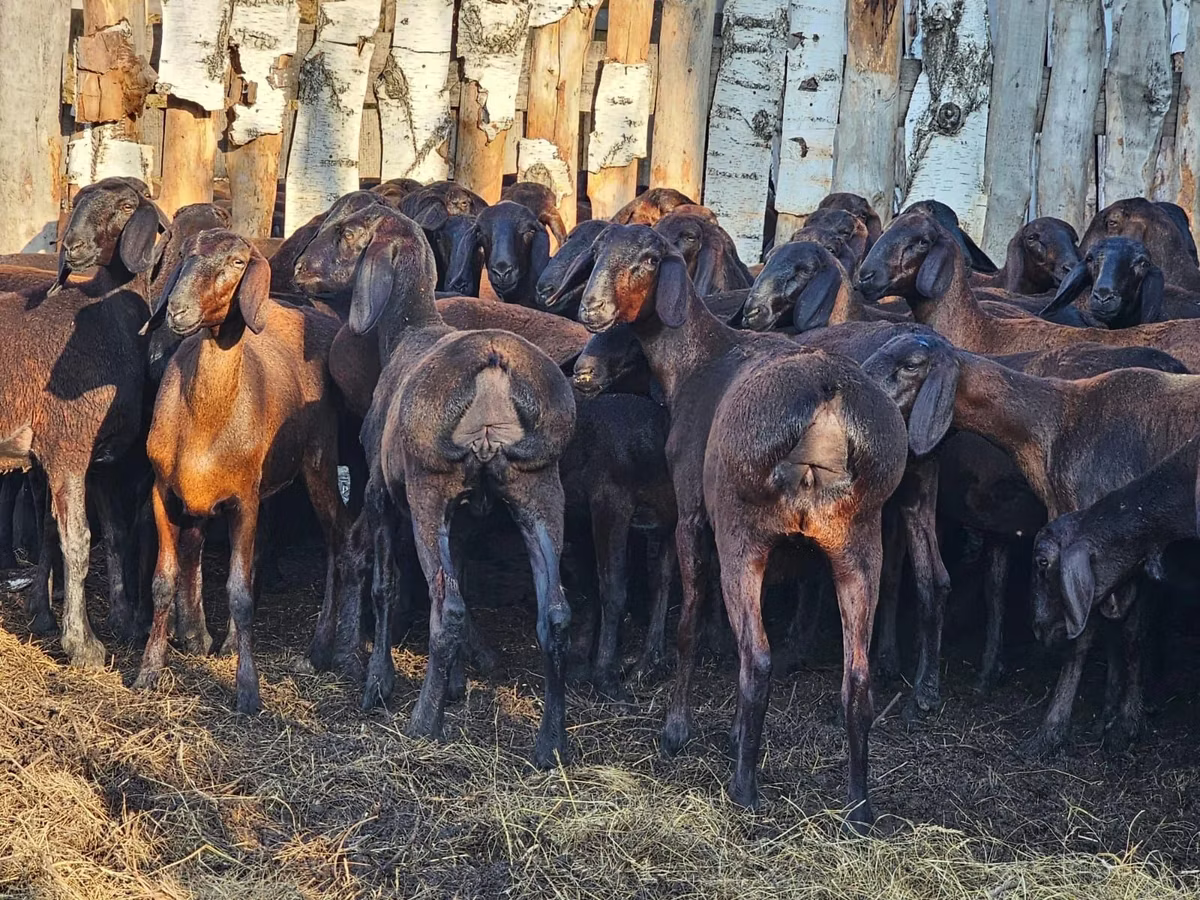 Hissar sheep