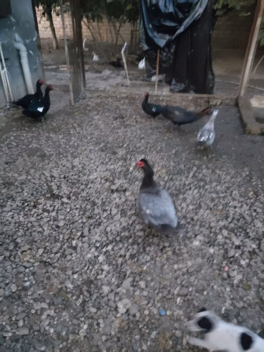 Muscovy domestica