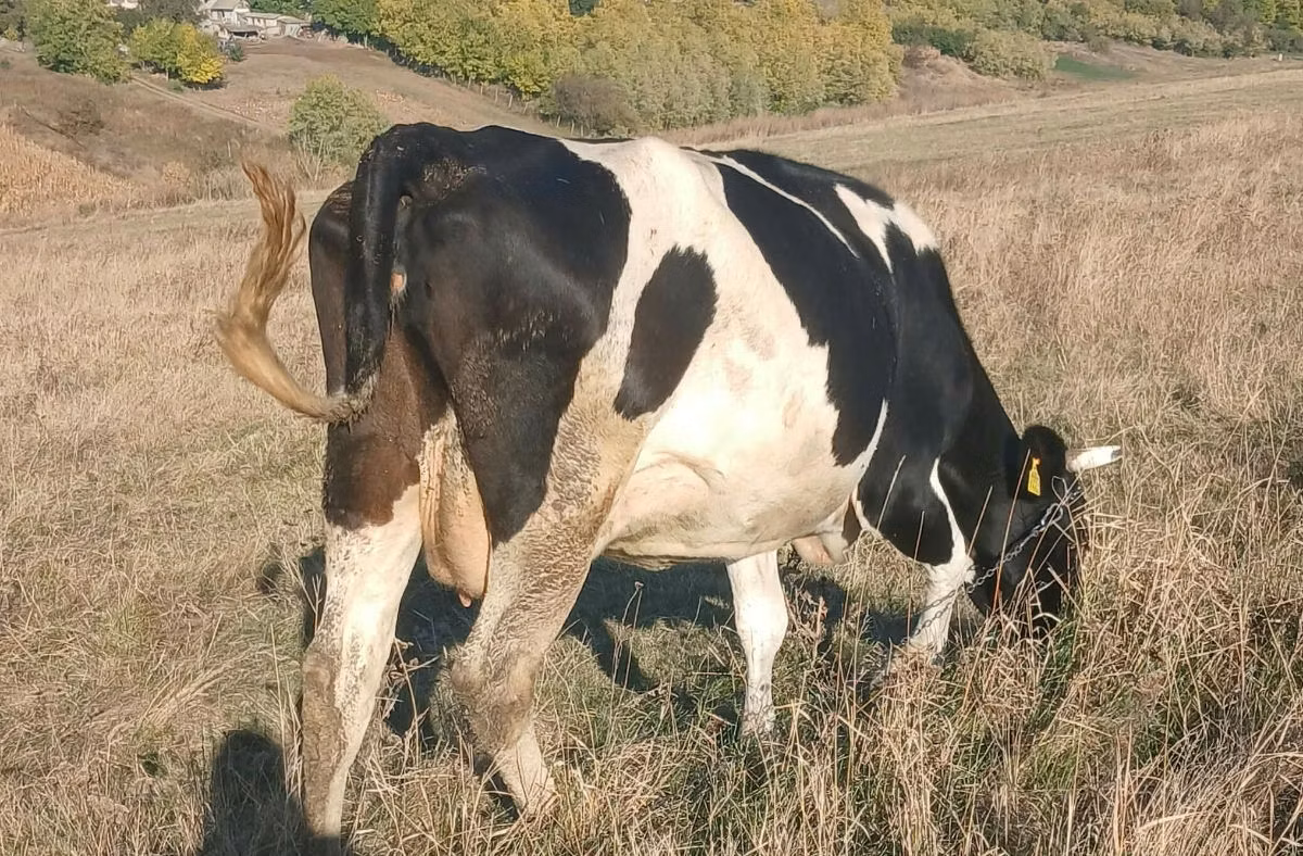 İnek, Russian Black pied cattle
