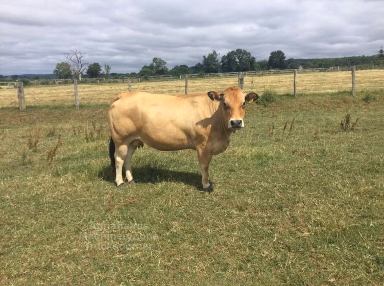 Partenaise cattle