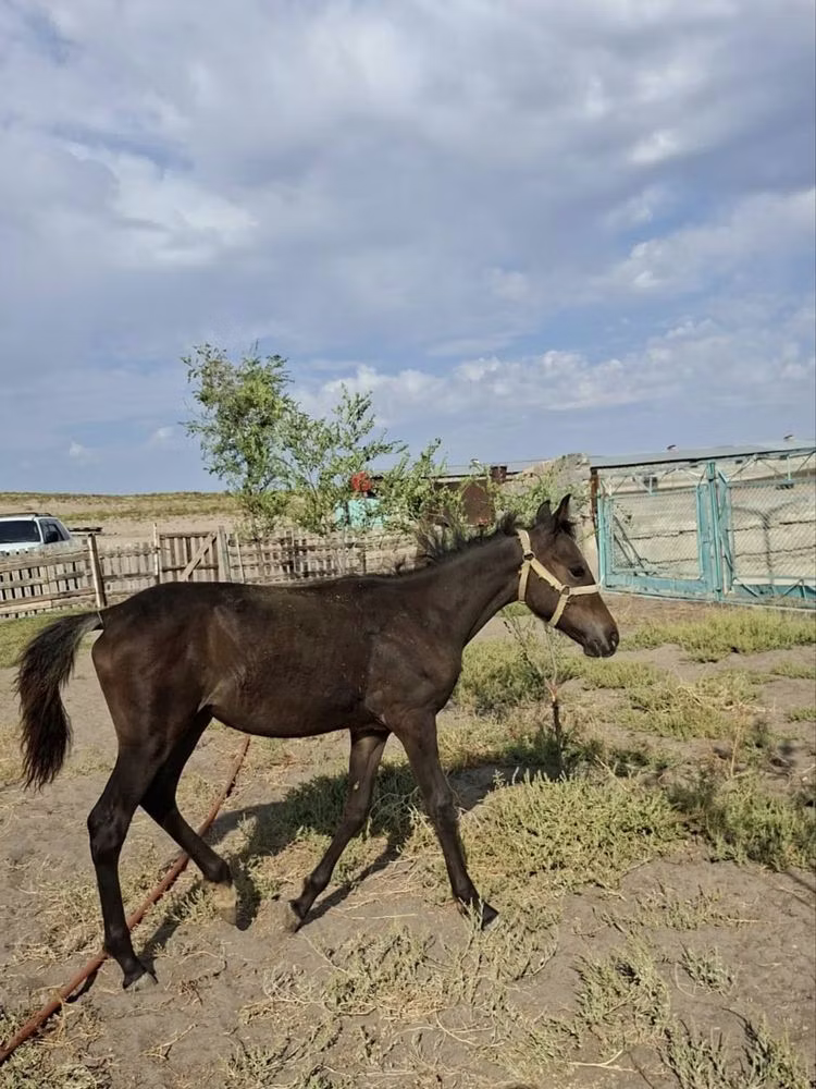 Kazakh horse