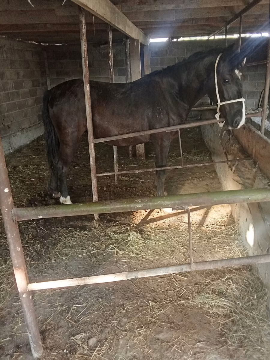 Friesian sport horse