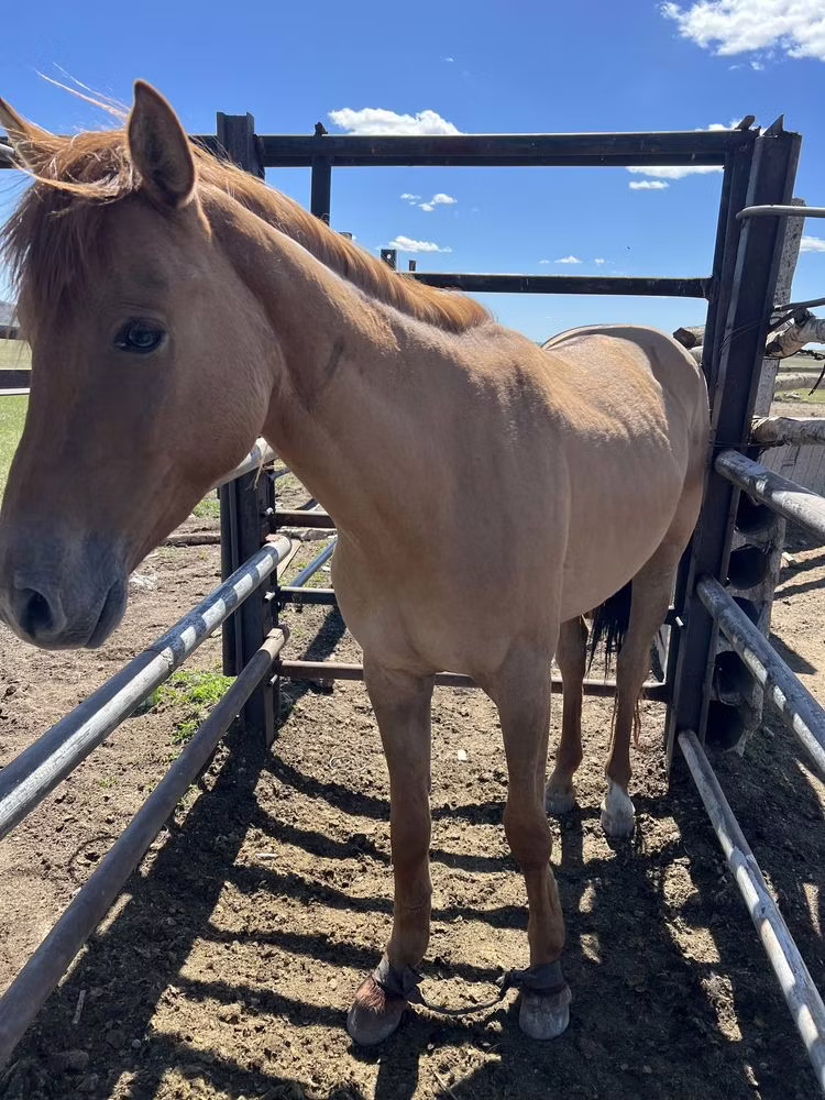 Kazakh horse