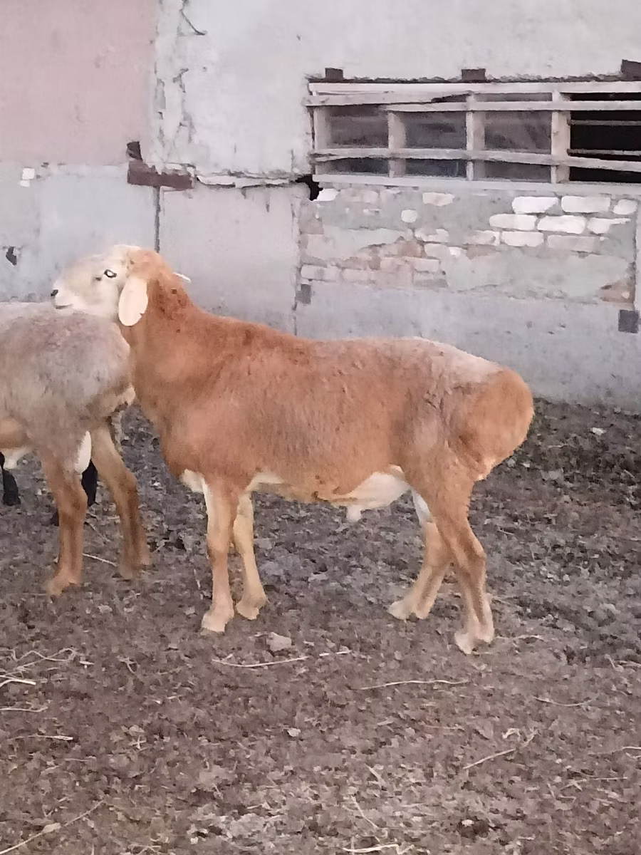 Hissar sheep