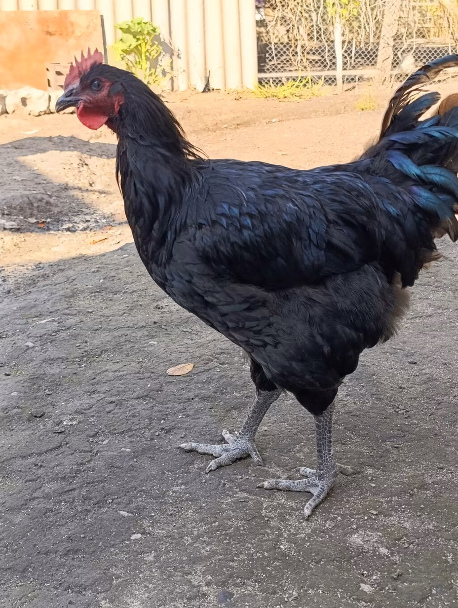 Jersey Giant