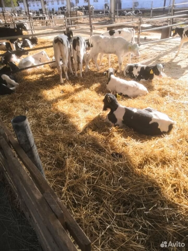 Swiss cattle