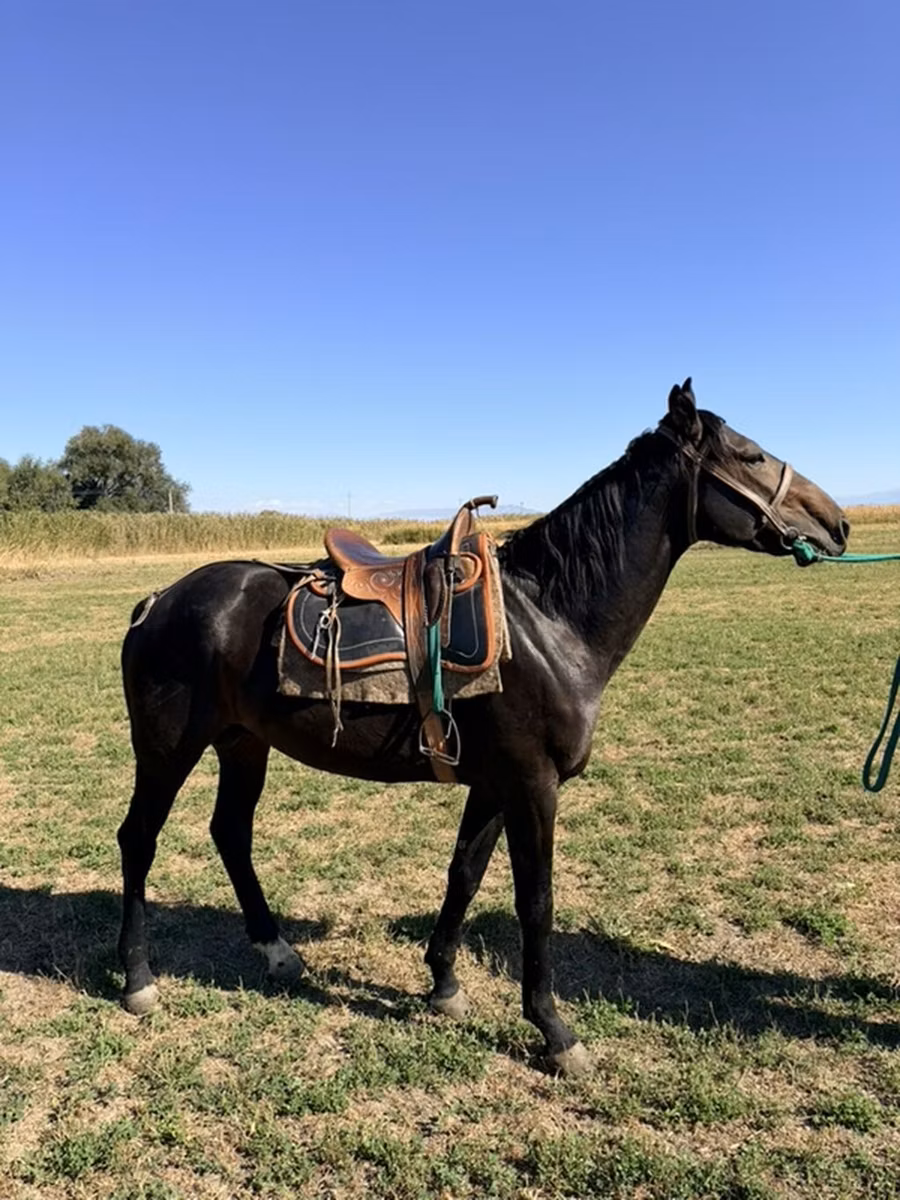 Karachay horse