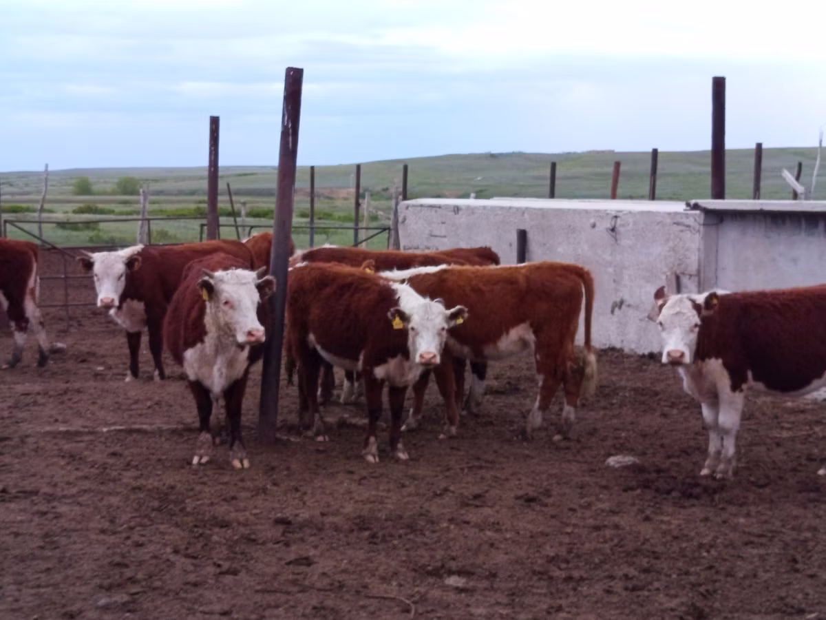 Kazakh White-headed cow