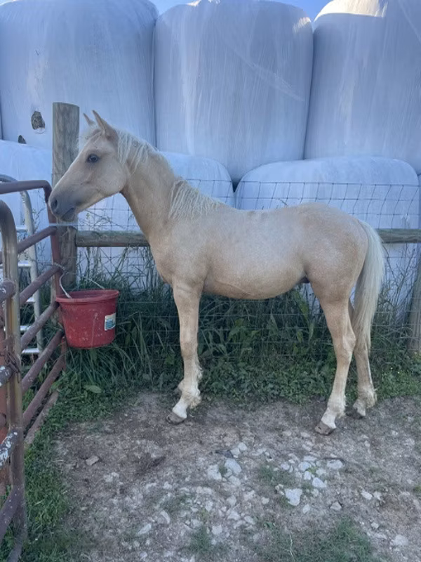 Palomino
