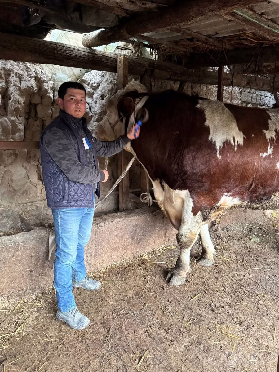 Simmental cattle