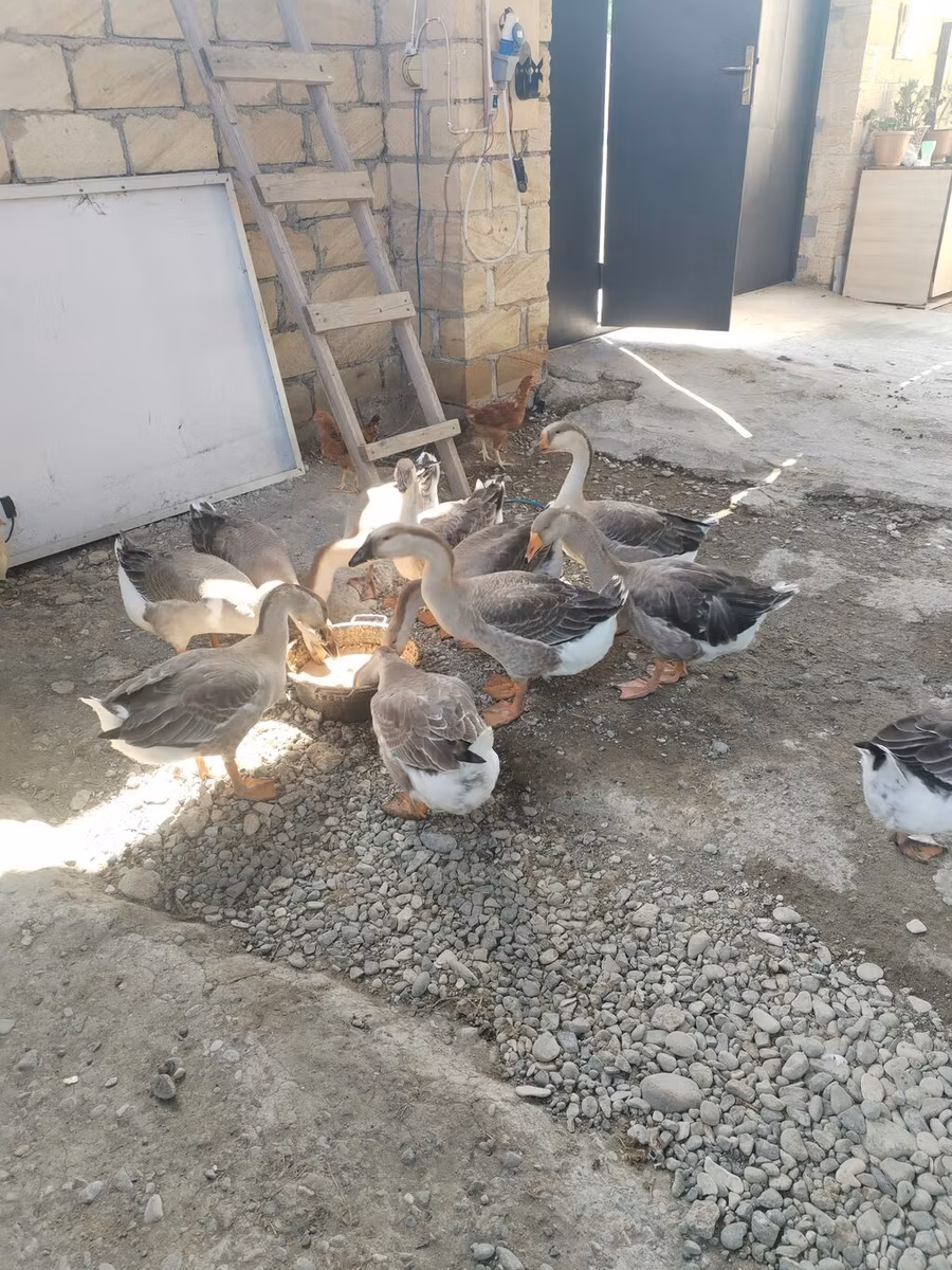کوبان