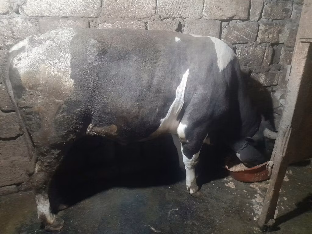 Կարմիր-ծաղկավոր ցեղատեսակ