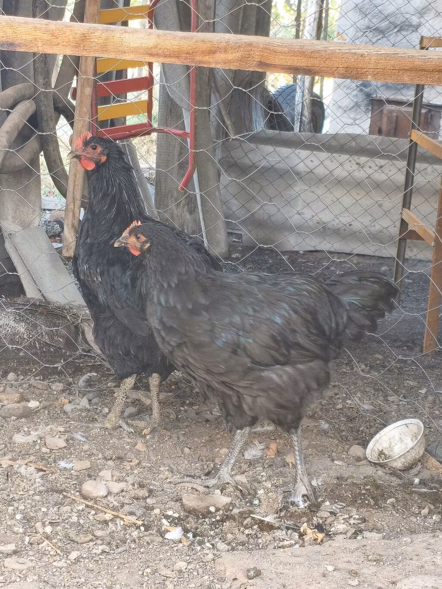 जर्सी जायंट