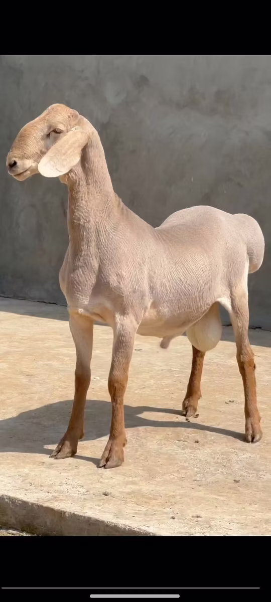 Rhon sheep