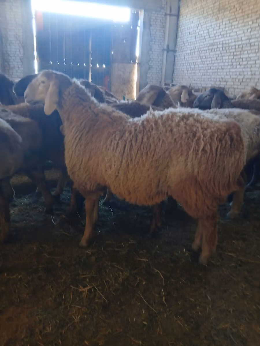 Arashan sheep