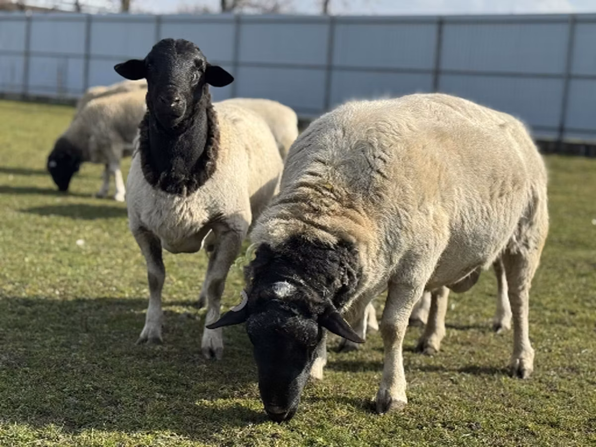 Dorper sheep