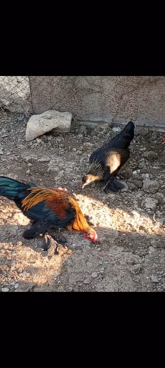 سیلورود بلو