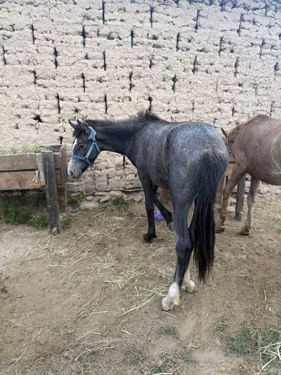 Friesian sport horse