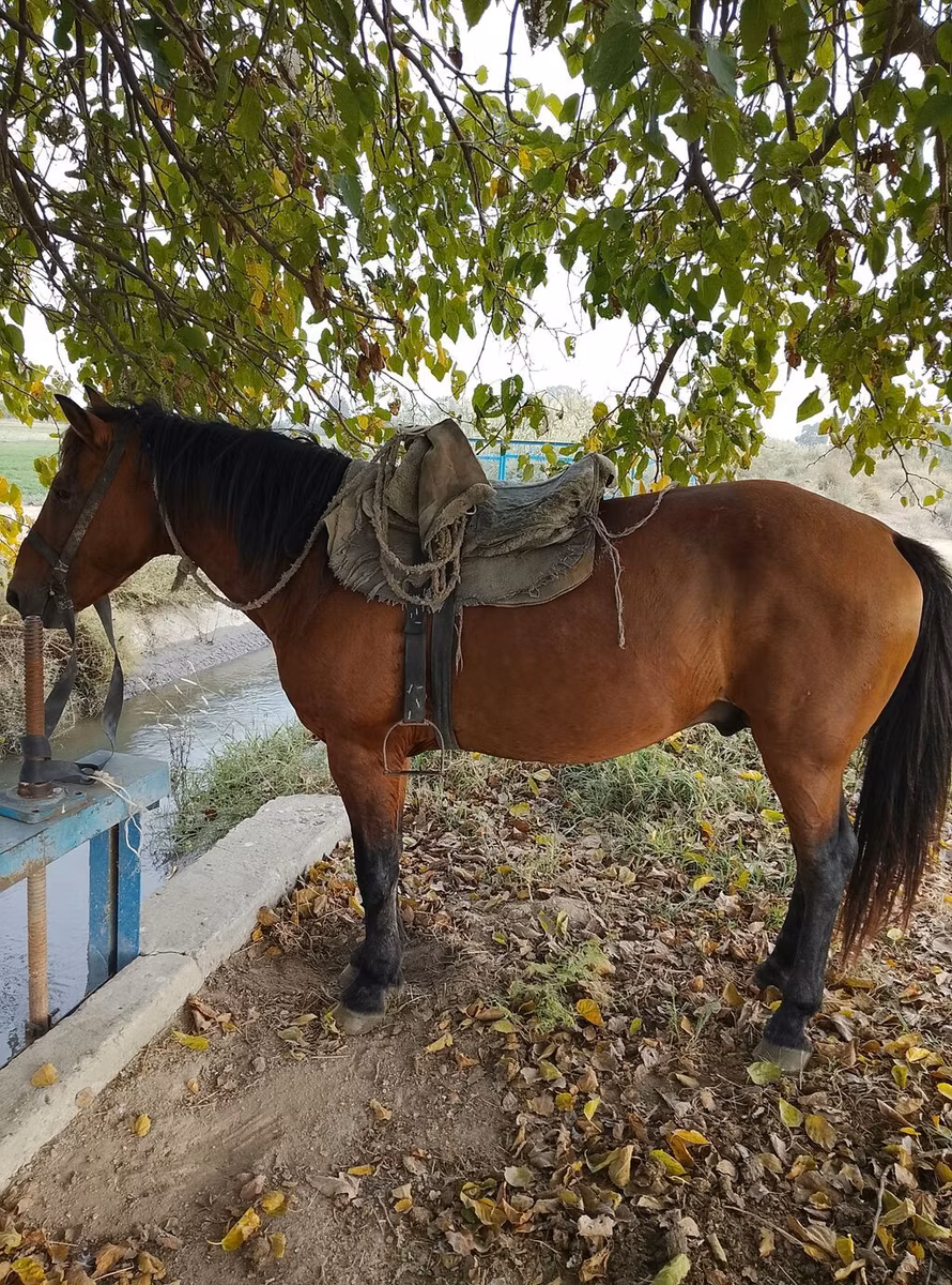 Azerbaijan horse