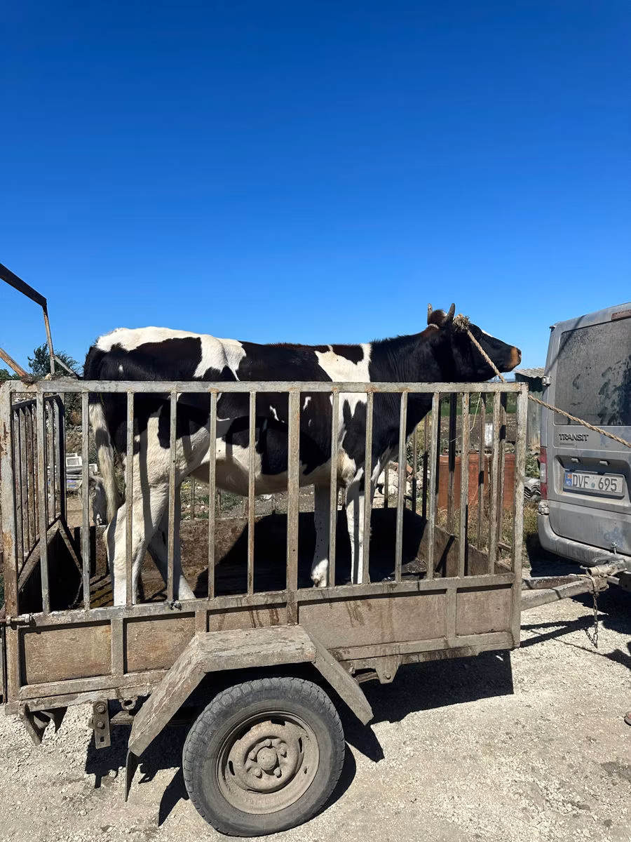 Razza Holstein