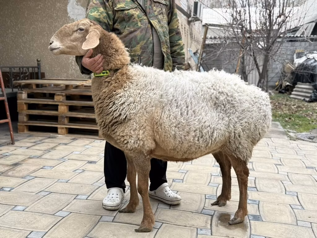 Авасси овца