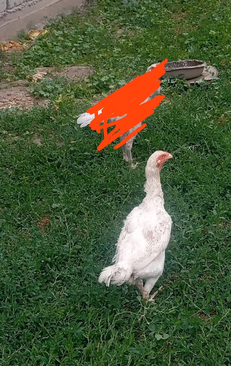 Cinza da Califórnia