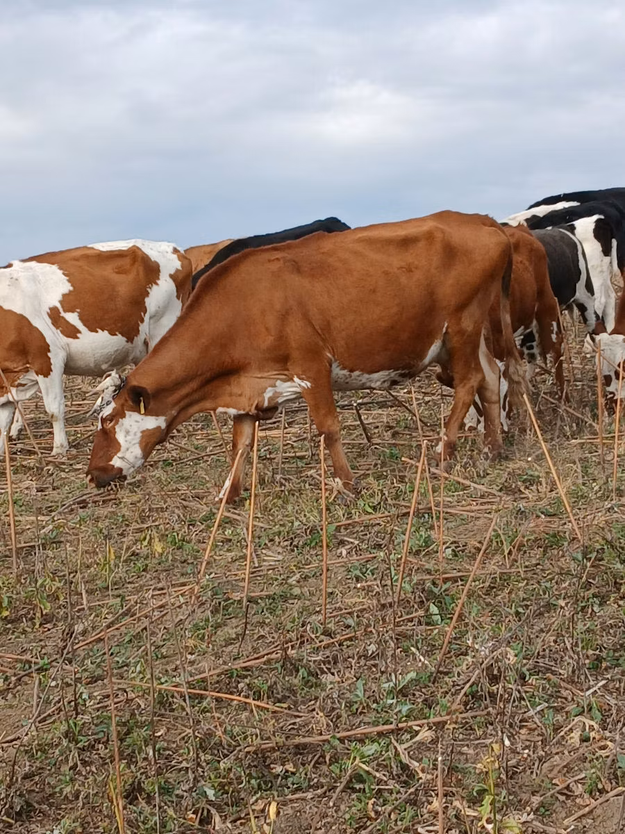 Lo’, Simmental cattle