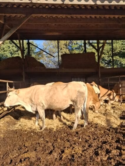 Blonde d’Aquitane cattle