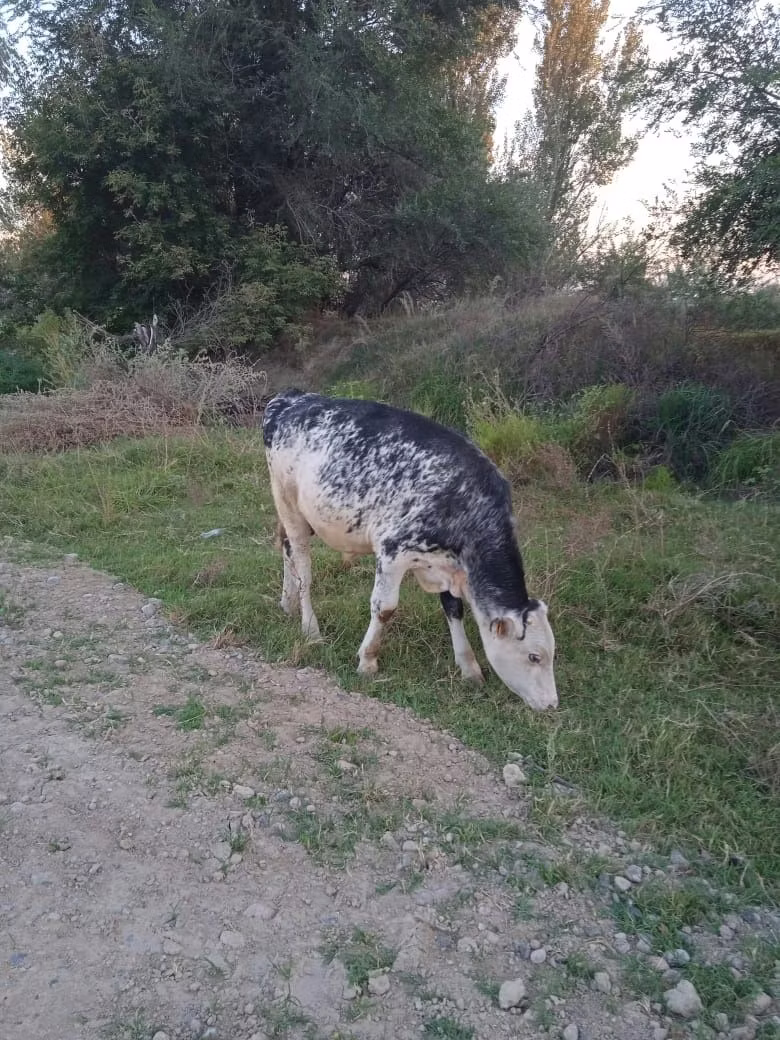 Holstein breed