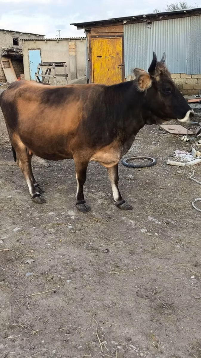 Aberdin – Angus