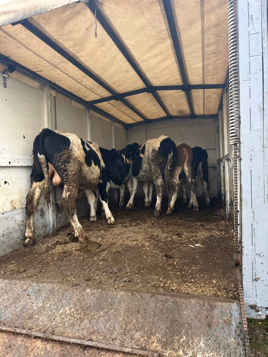 Russian Black pied cattle