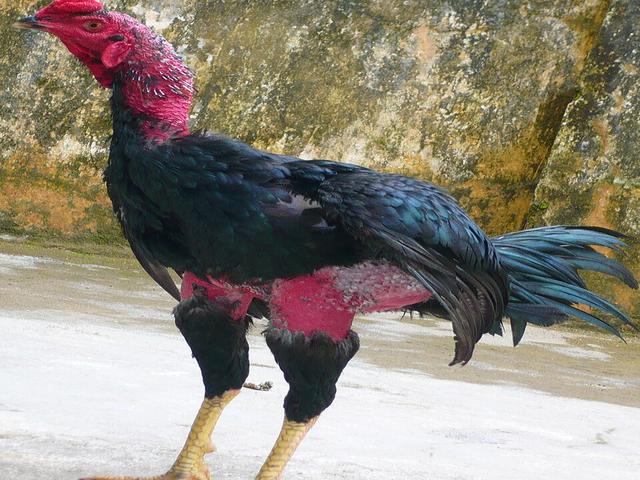 高诺伊
